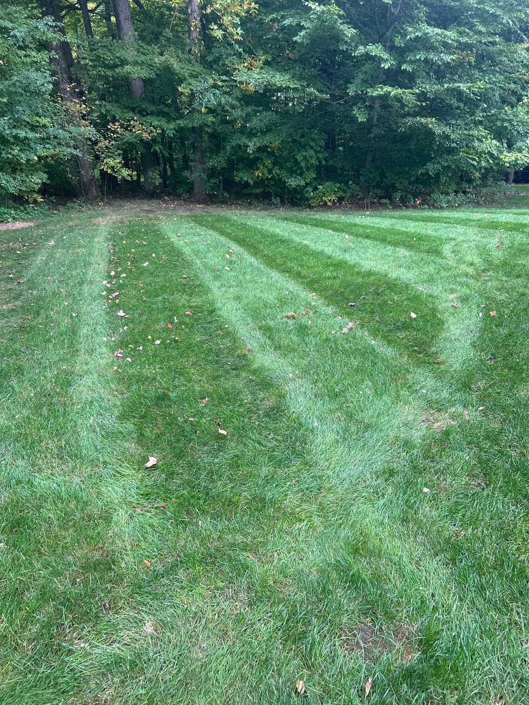 Lush green lawn with neatly mowed stripes and scattered autumn leaves in a wooded area.